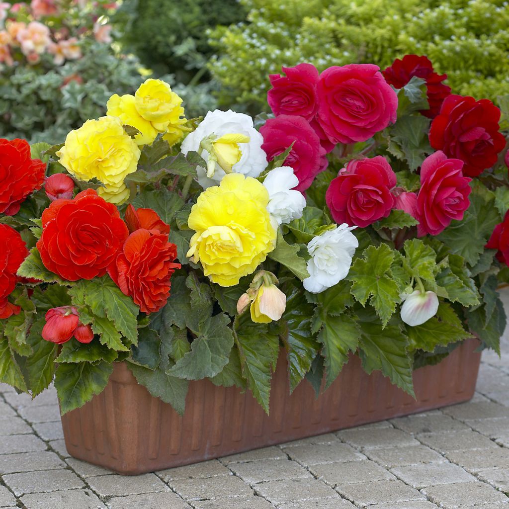Begonia Grandiflora Double Mix otto colori