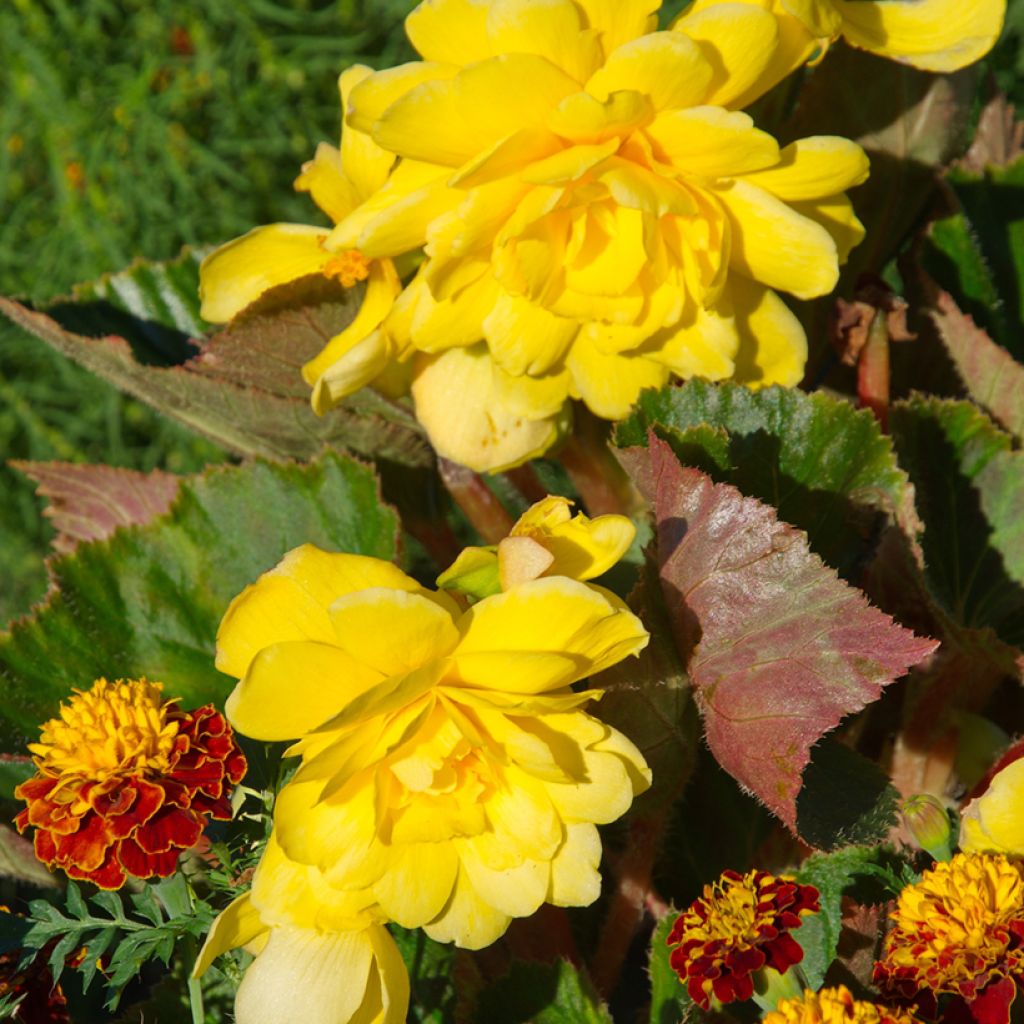 Begonia pendula Yellow