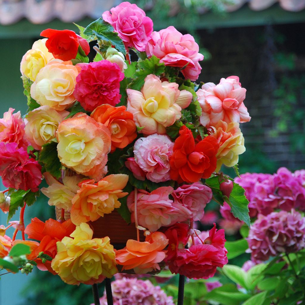 Begonia Pendula Splendide mix tre colori