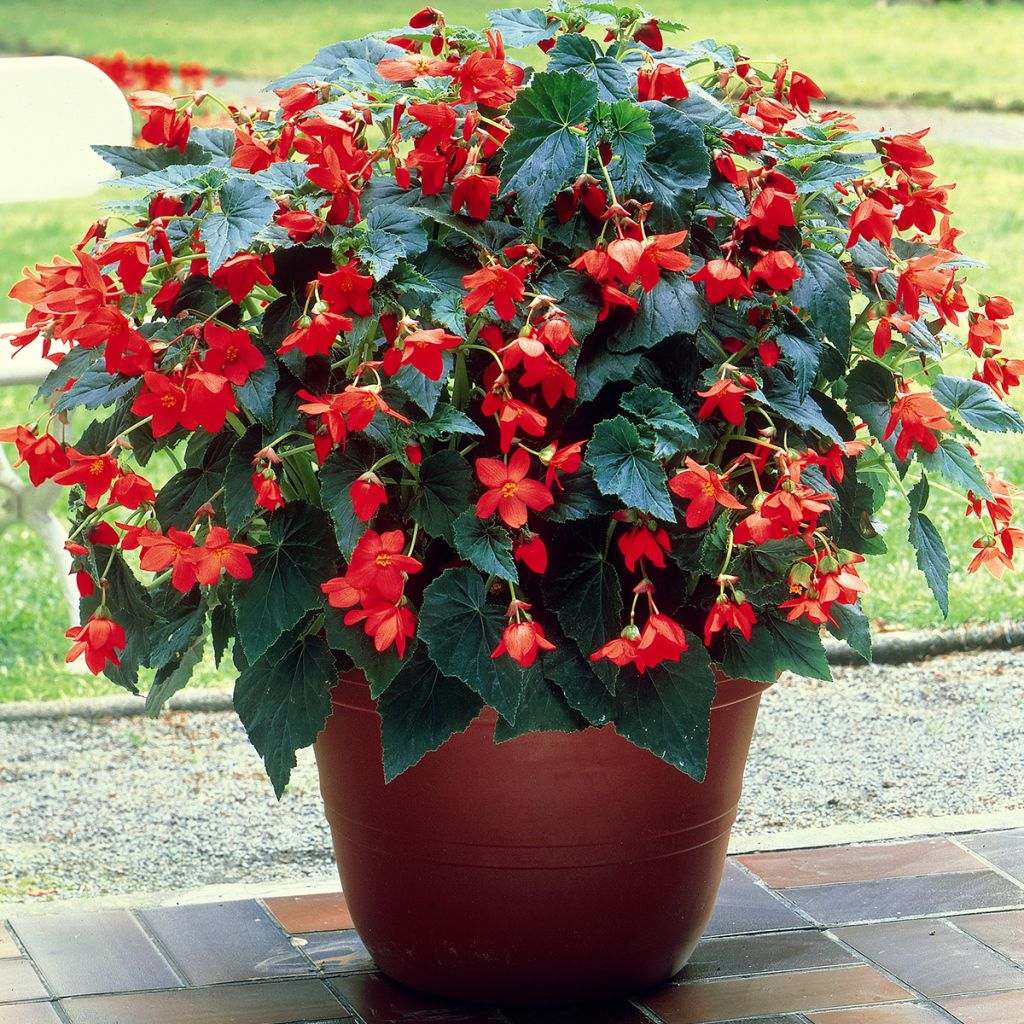 Begonia bertinii  Skaugum