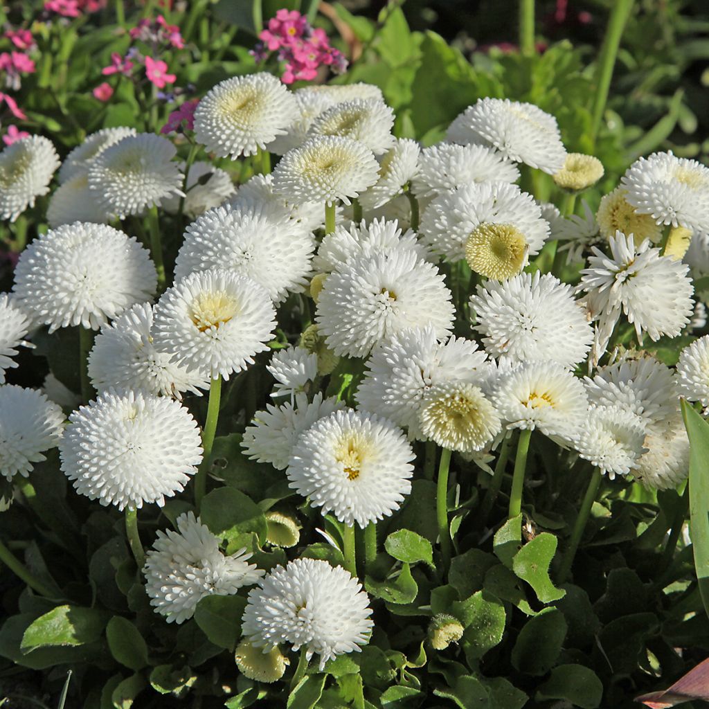 Bellis perennis Bellastar Compact White - Pratolina comune