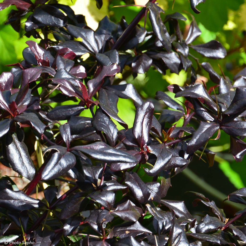 Berberis thunbergii Thunderbolt - Crespino giapponese