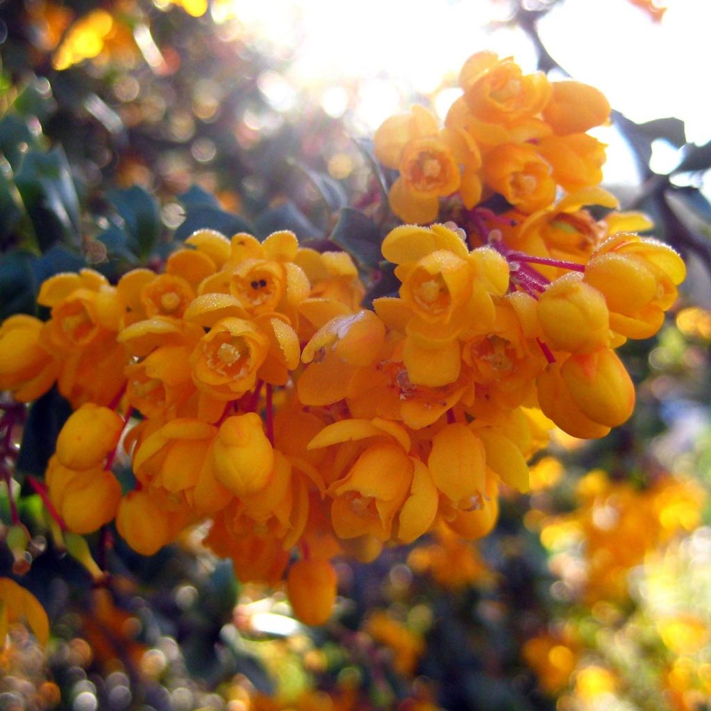 Berberis darwinii Compacta - Crespino di Darwin