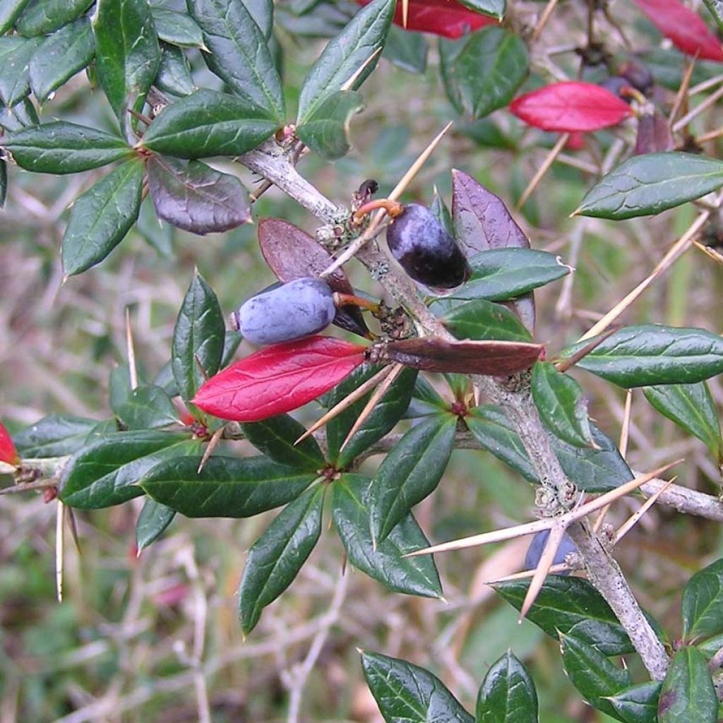 Berberis frikartii Amstelveen - Crespino