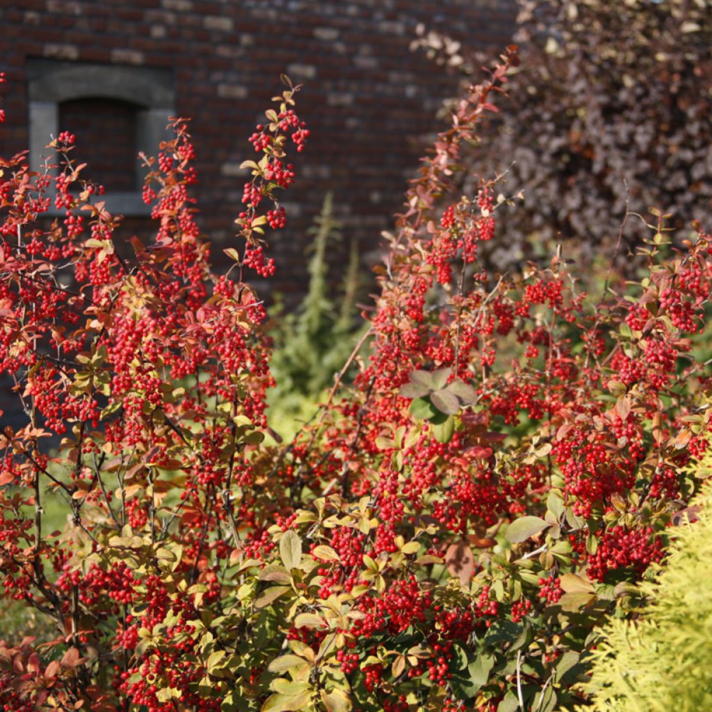 Berberis koreana - Crespino