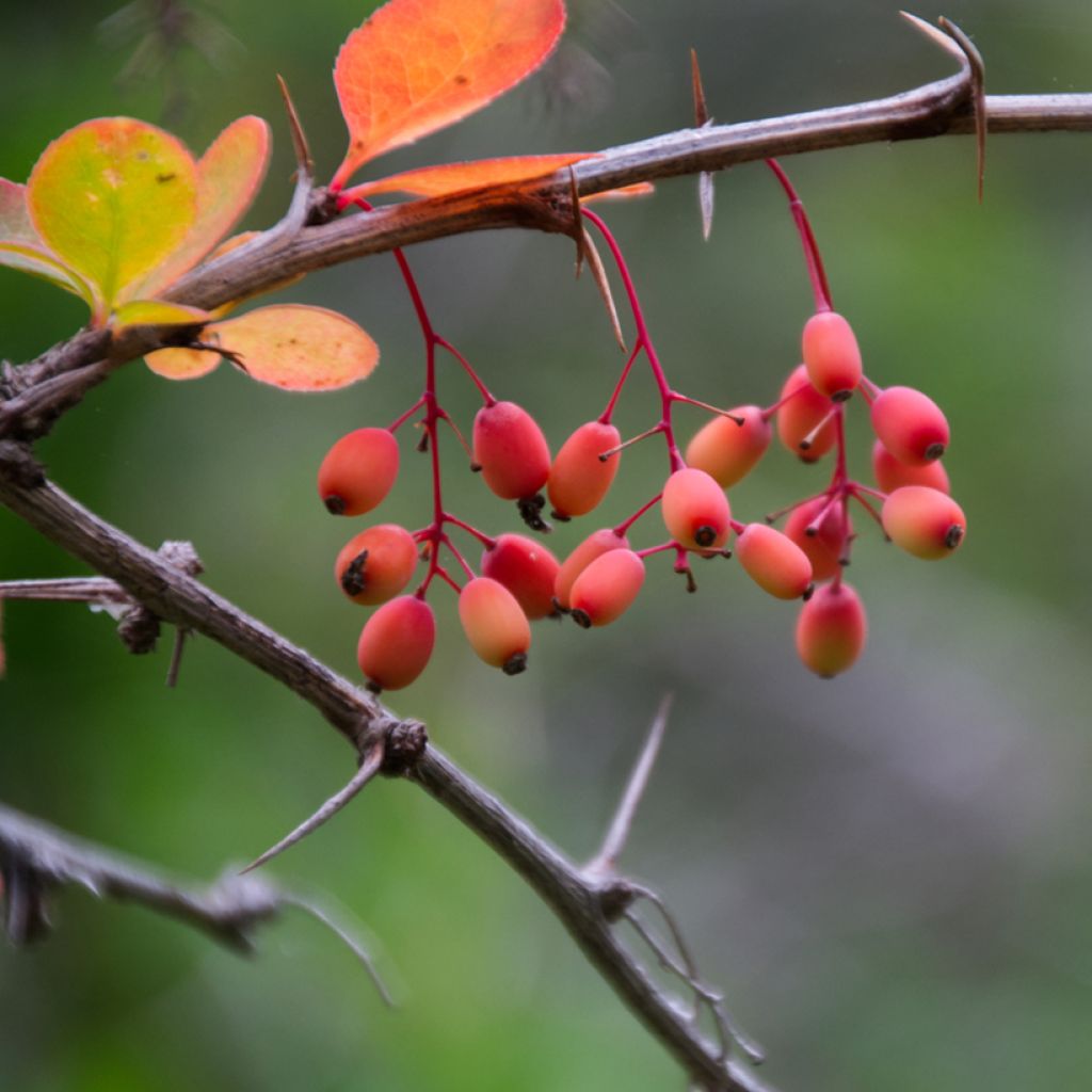 Berberis koreana - Crespino