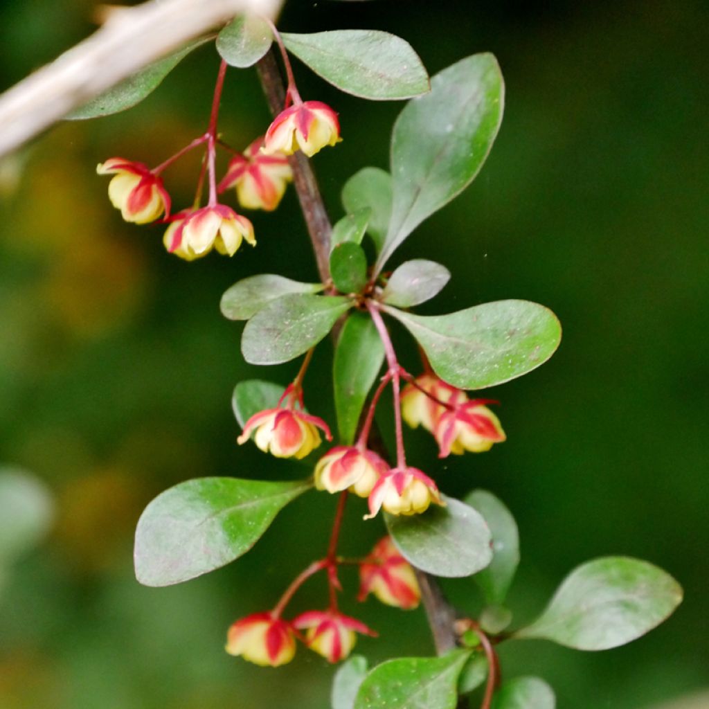 Berberis koreana - Crespino