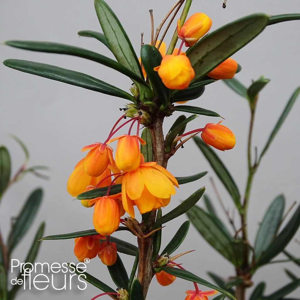 Berberis linearifolia Orange King - Crespino