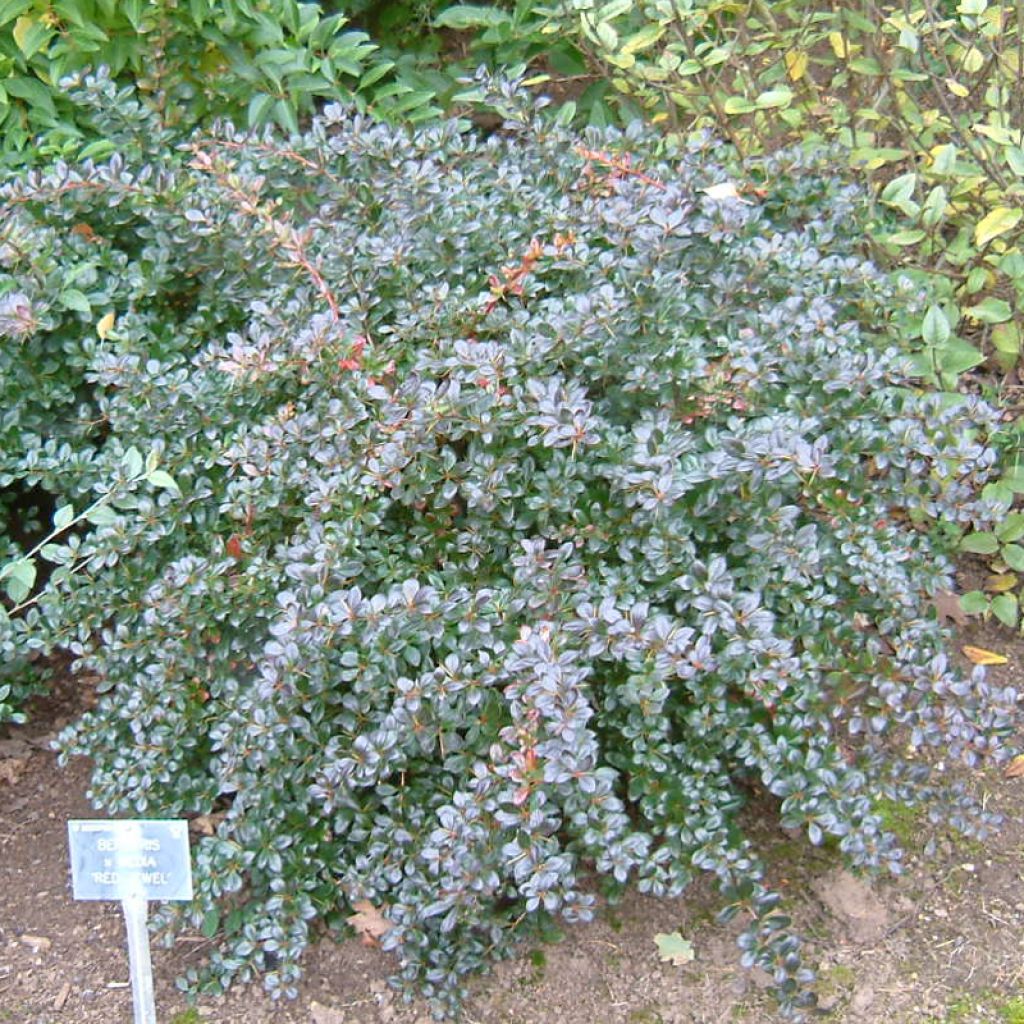 Berberis media Red Jewel - Crespino