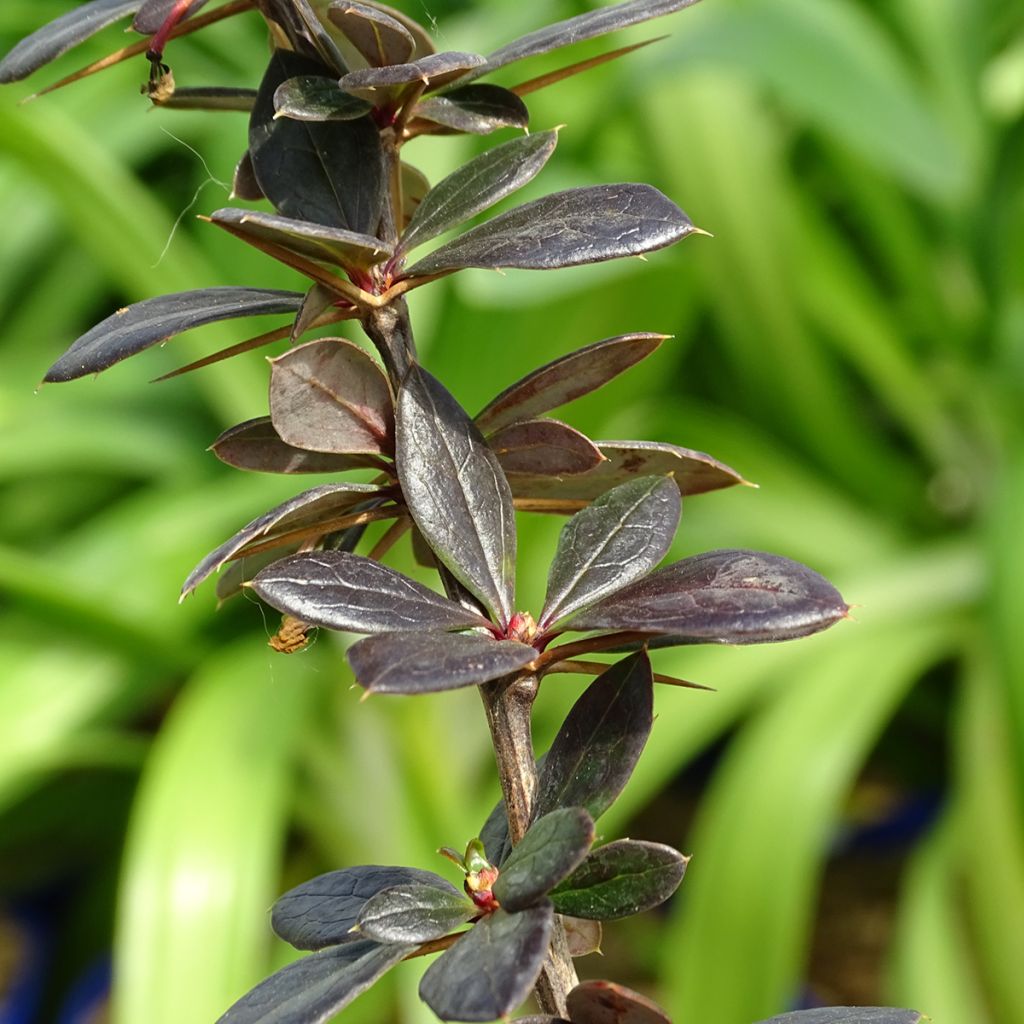Berberis media Red Jewel - Crespino