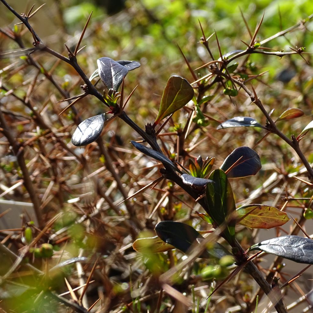 Berberis media Red Jewel - Crespino