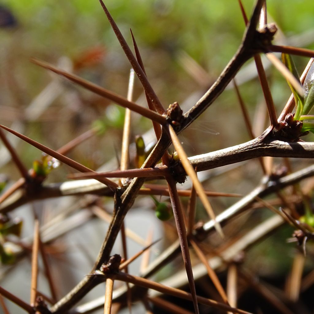 Berberis media Red Jewel - Crespino