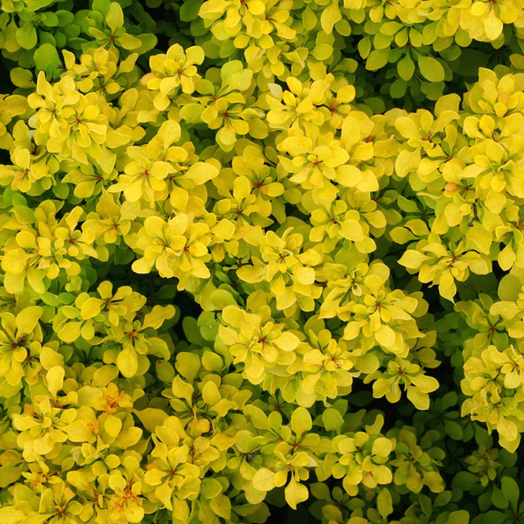 Berberis thunbergii Bonanza Gold - Crespino giapponese