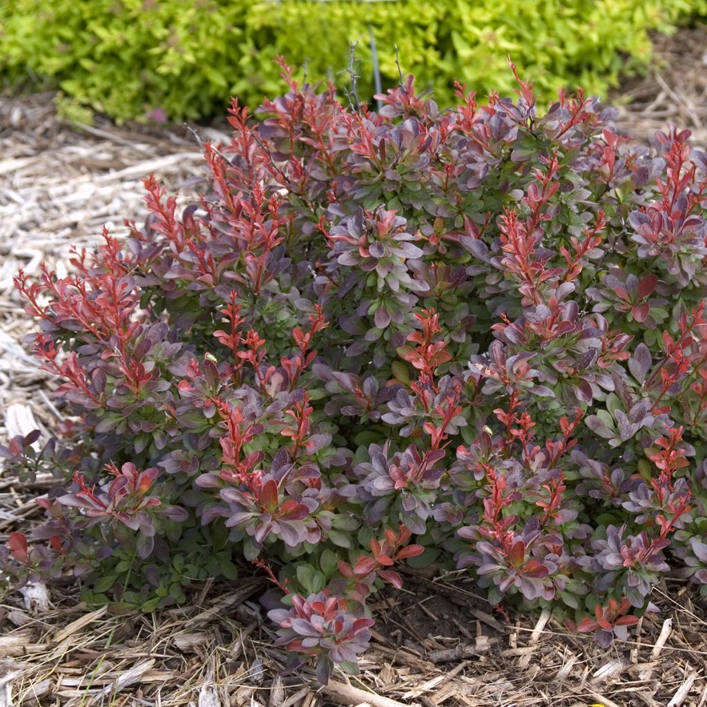 Berberis thunbergii Cabernet - Crespino giapponese