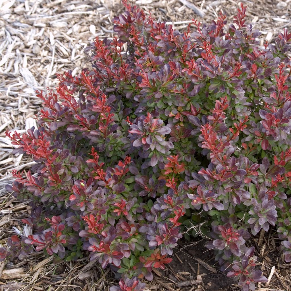 Berberis thunbergii Cabernet - Crespino giapponese