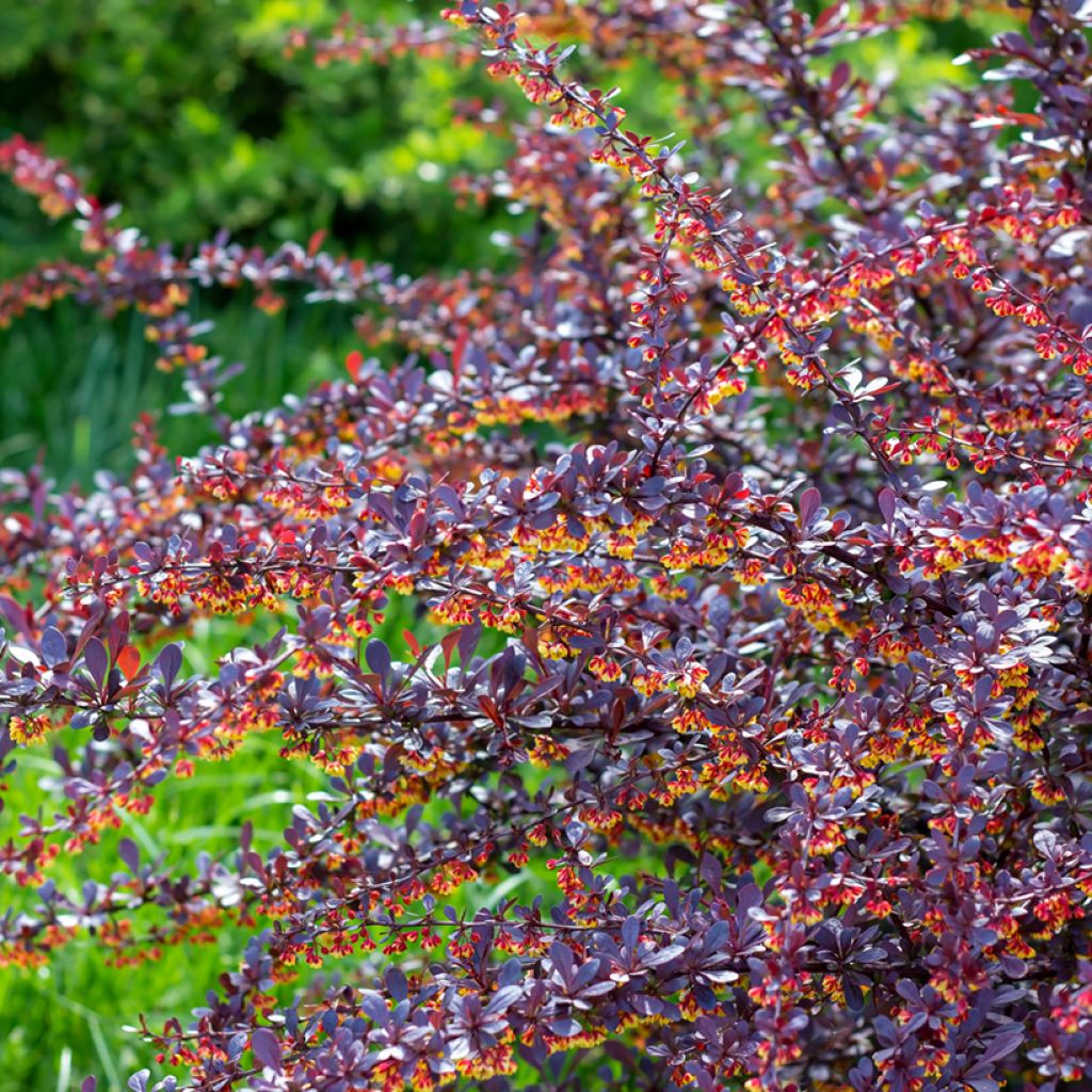 Berberis thunbergii Concorde - Crespino giapponese