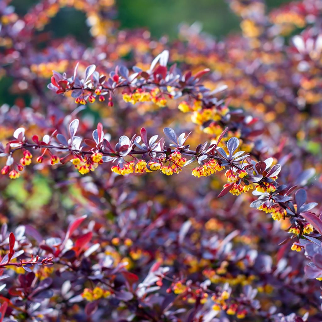 Berberis thunbergii Concorde - Crespino giapponese