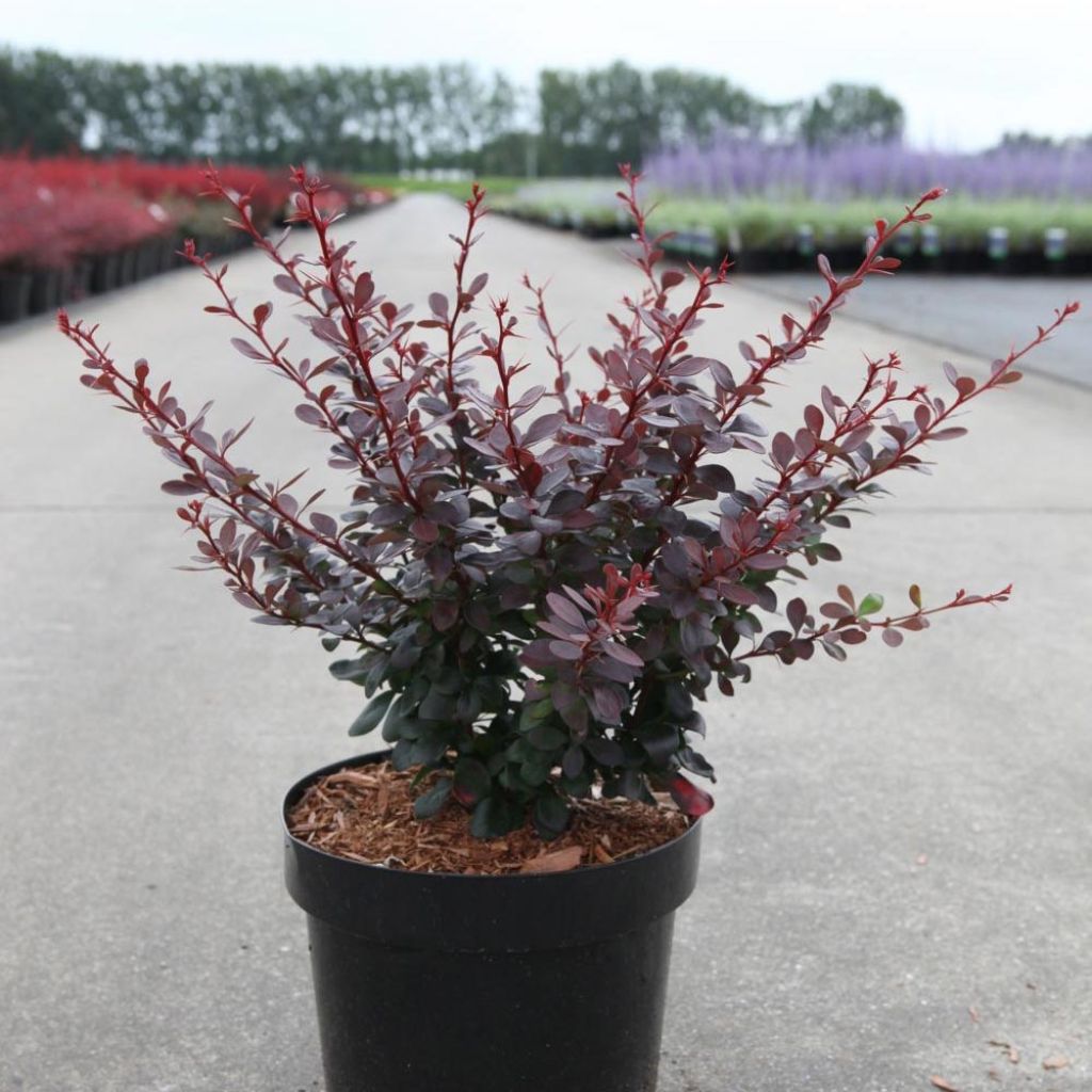 Berberis thunbergii Dart's Red Lady - Crespino giapponese