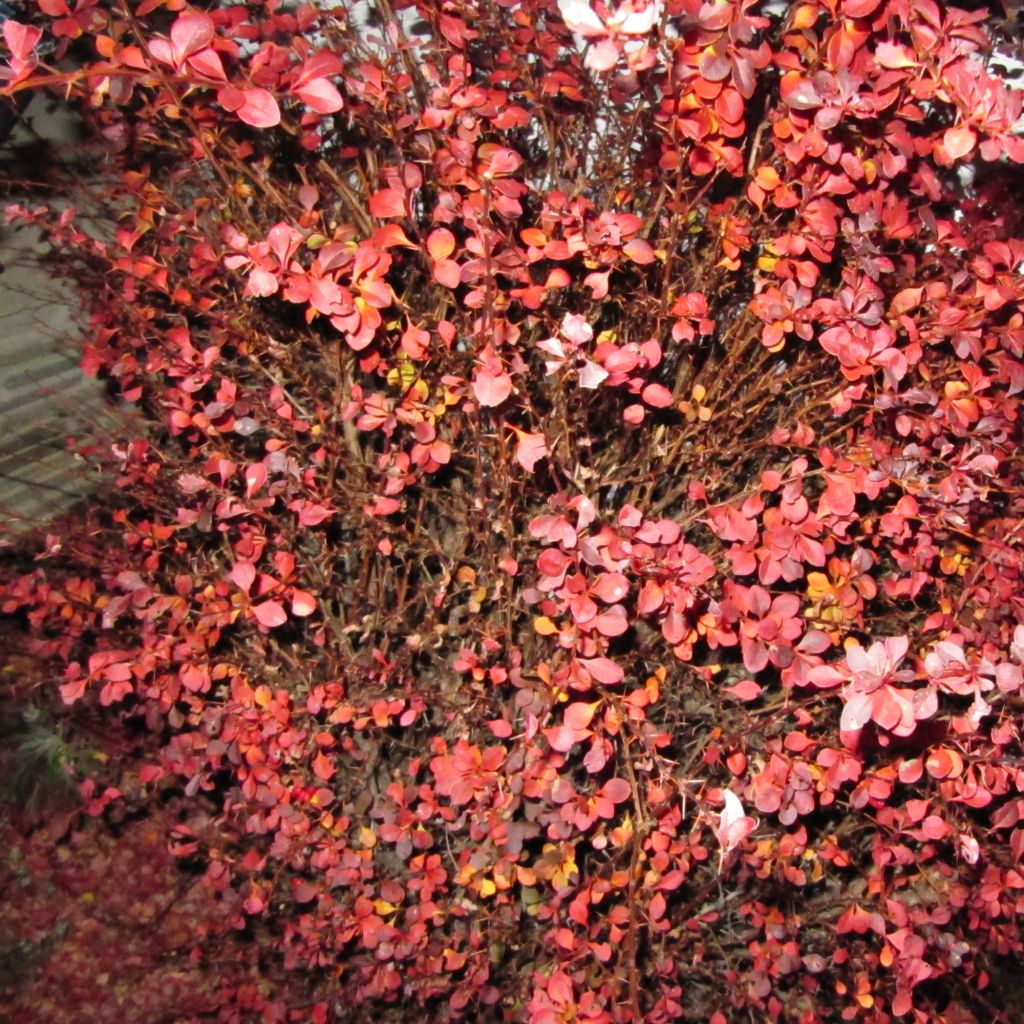 Berberis thunbergii Fireball - Crespino giapponese