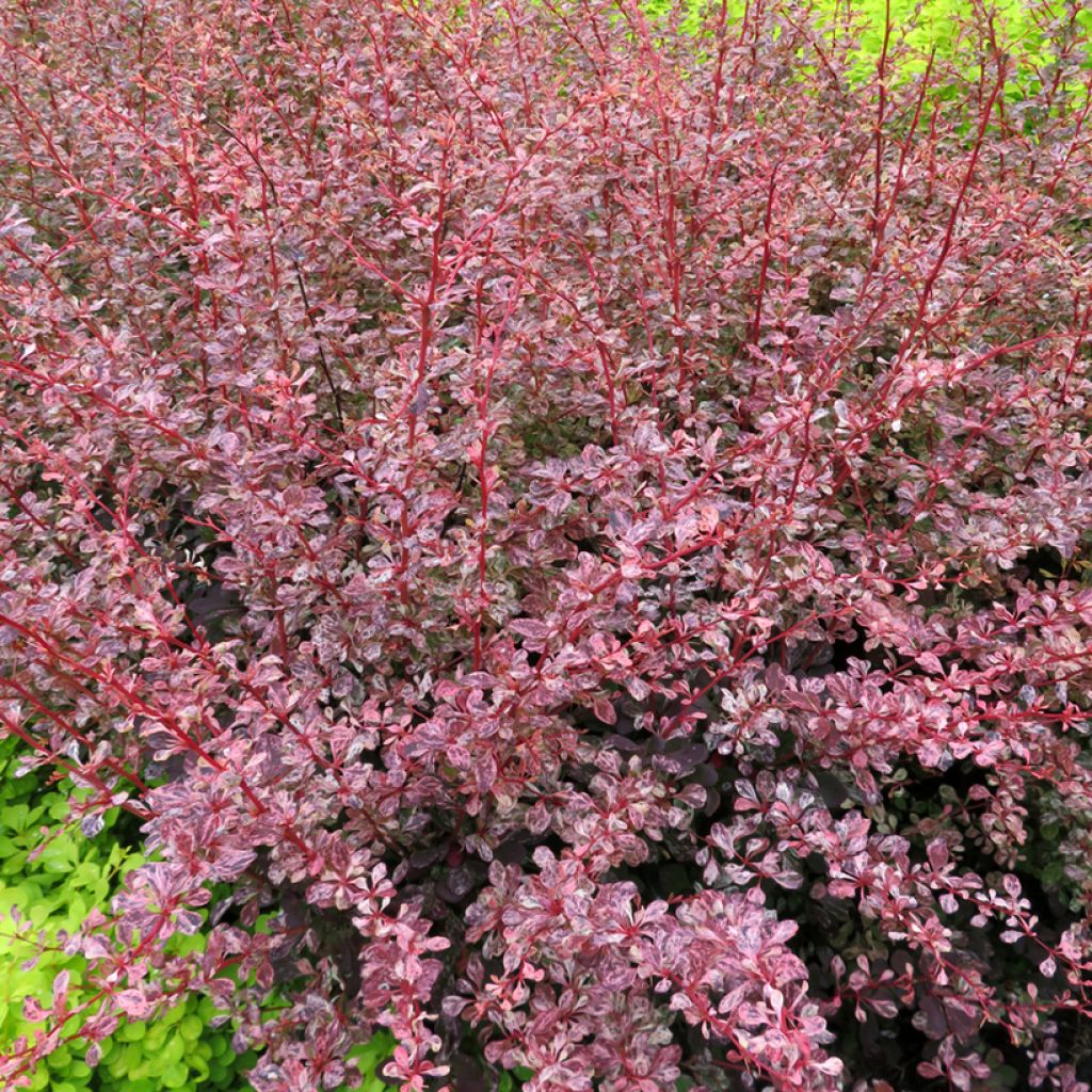 Berberis thunbergii Flamingo - Crespino giapponese