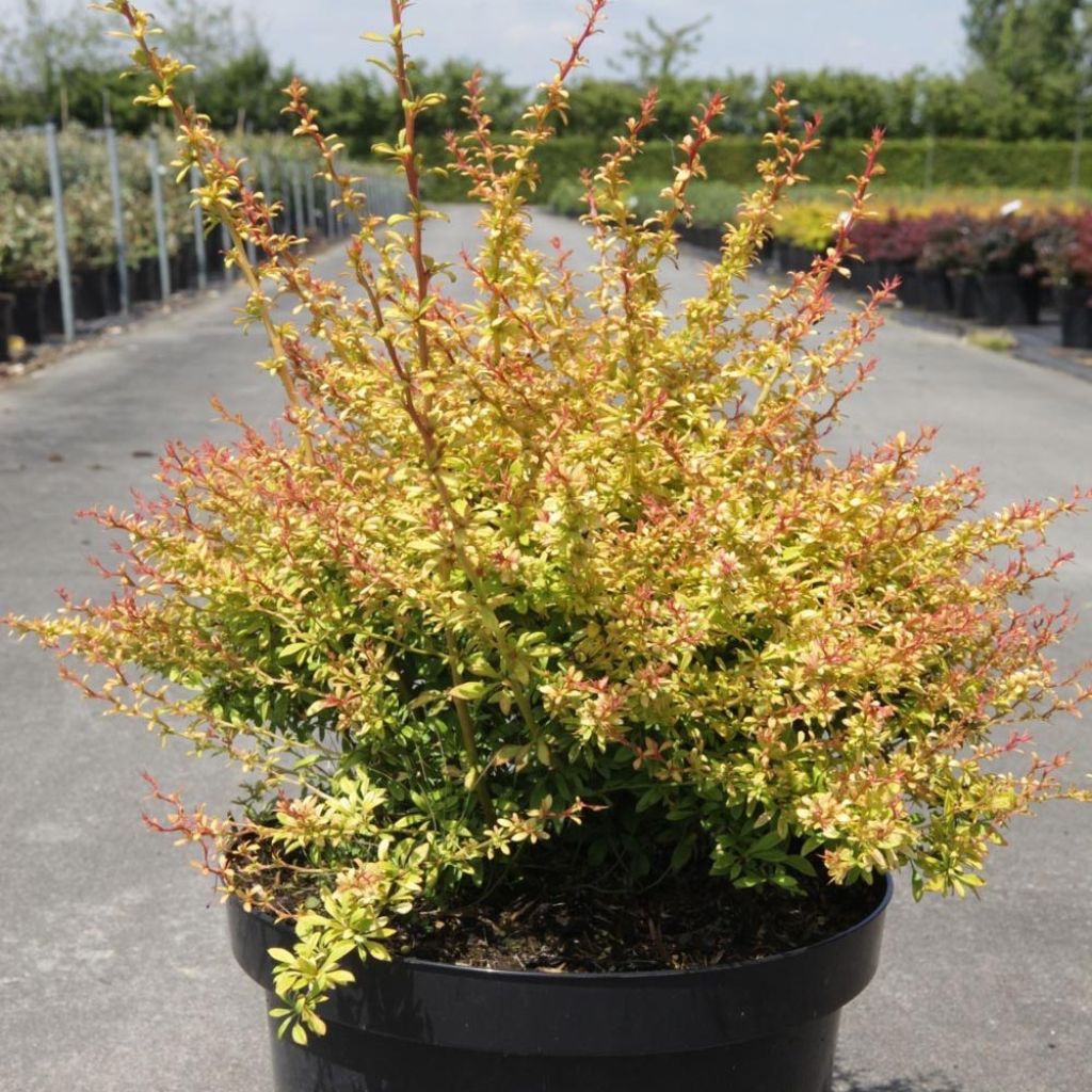 Berberis thunbergii Golden Dream - Crespino giapponese