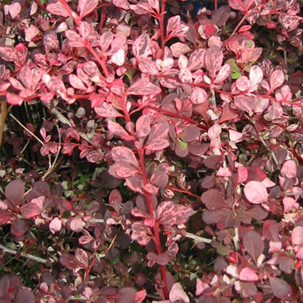 Berberis thunbergii Harlequin - Crespino giapponese