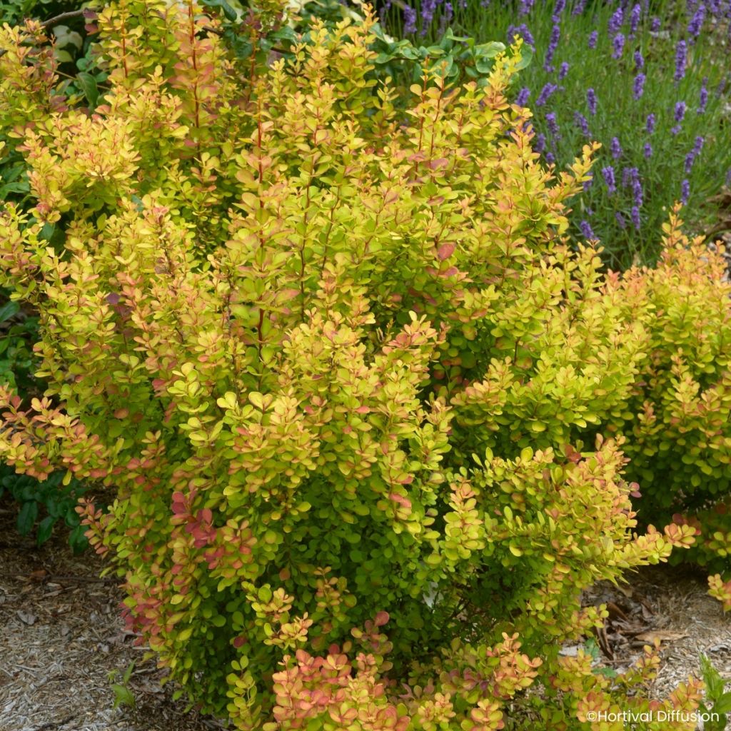 Berberis thunbergii Orange Torch - Crespino giapponese