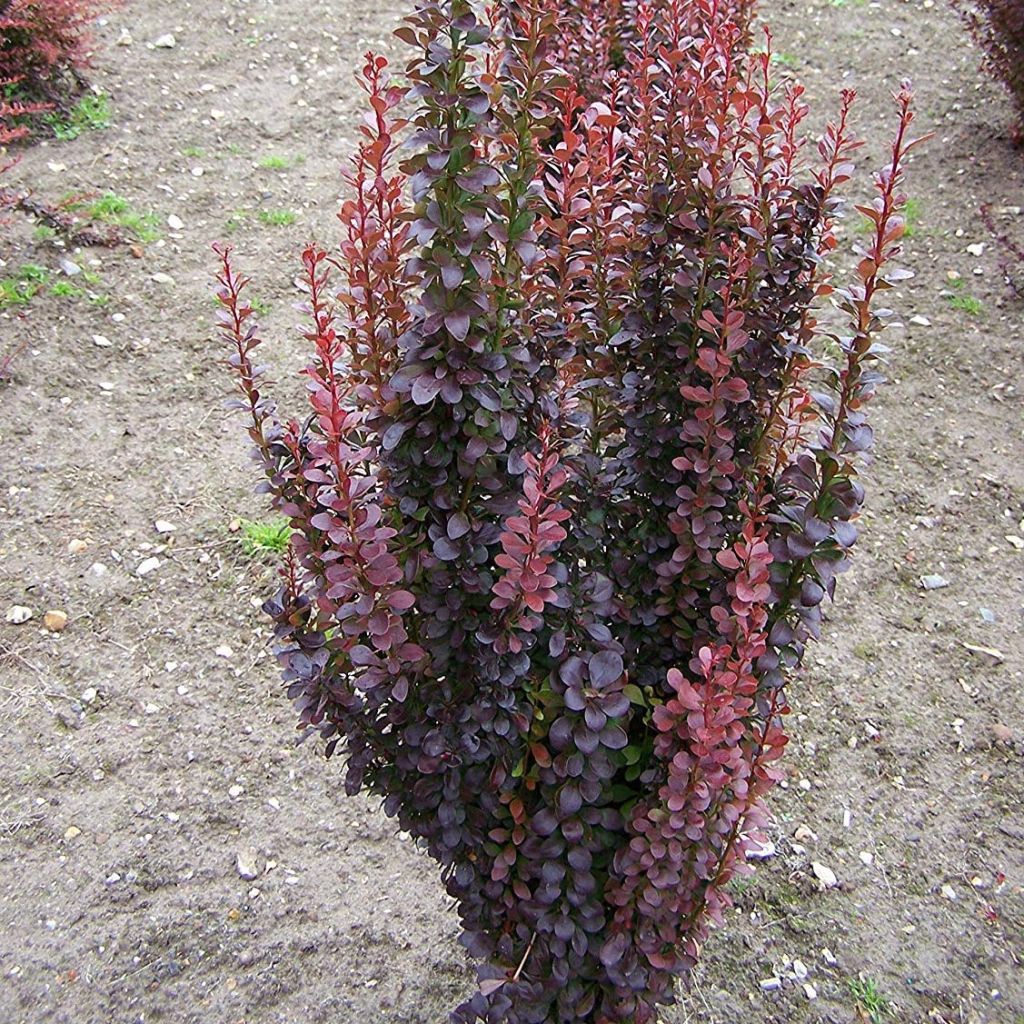 Berberis thunbergii Red Rocket - Crespino giapponese