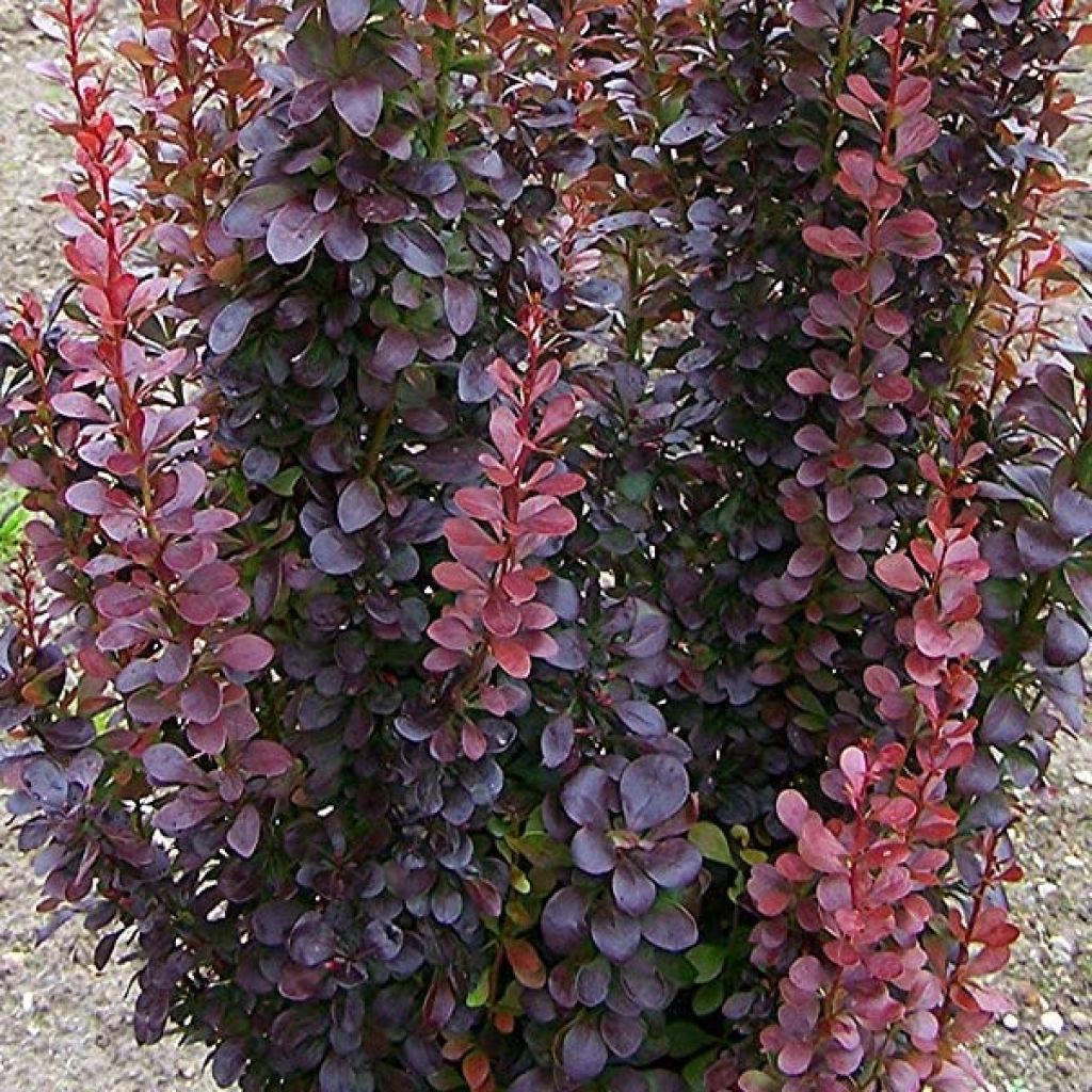 Berberis thunbergii Red Rocket - Crespino giapponese