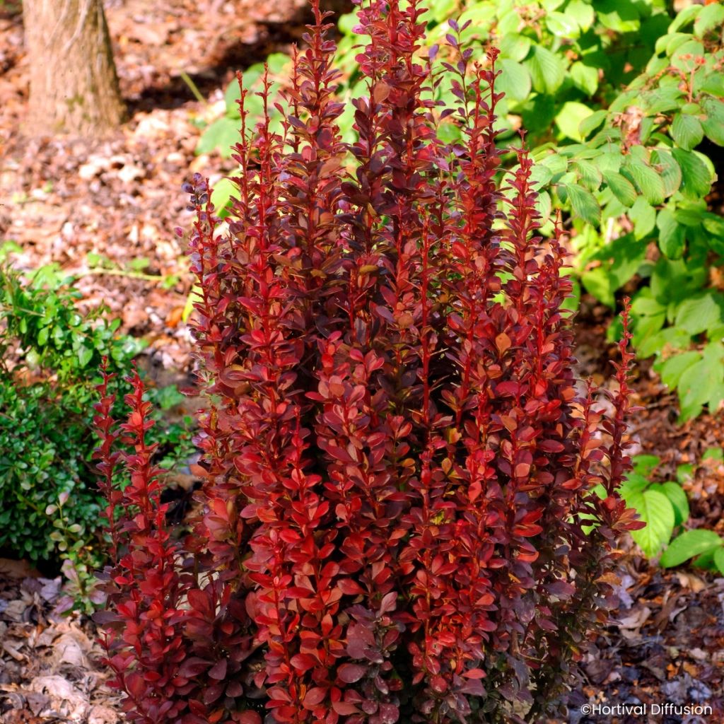 Berberis thunbergii Red Torch - Epine-vinette