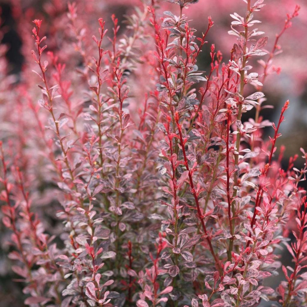 Berberis thunbergii Rosy Rocket - Crespino giapponese
