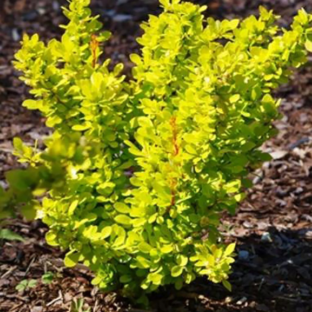 Berberis thunbergii Yellow Tower - Crespino giapponese