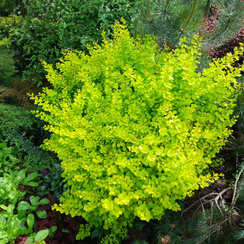 Berberis thunbergii Yellow Tower - Crespino giapponese
