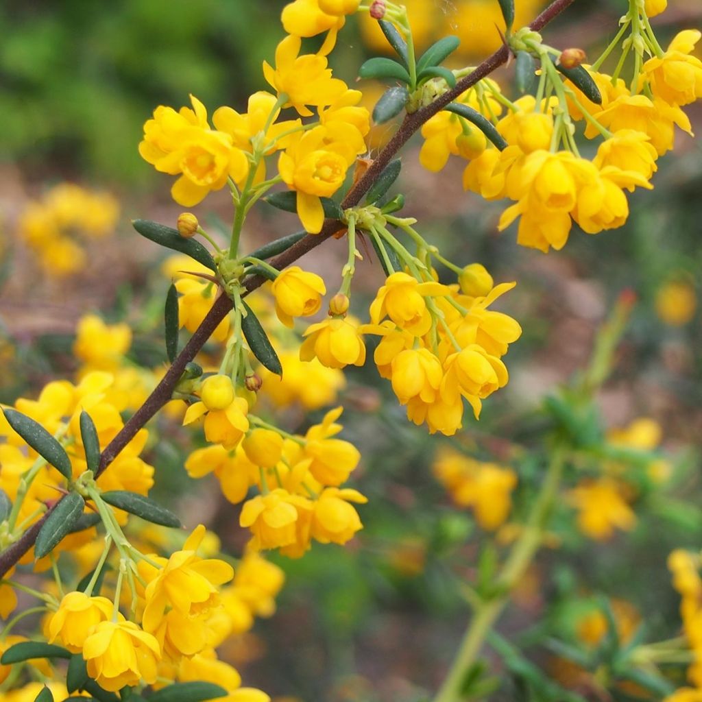 Berberis stenophylla - Crespino