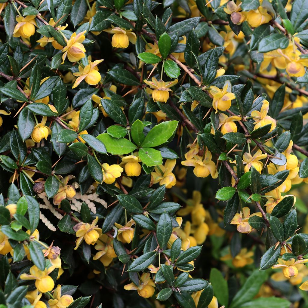 Berberis Chenaultii - Crespino