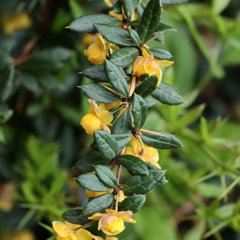 Berberis Chenaultii - Crespino