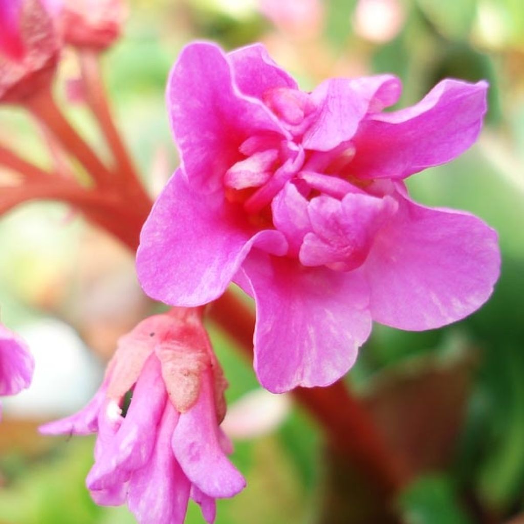 Bergenia cordifolia