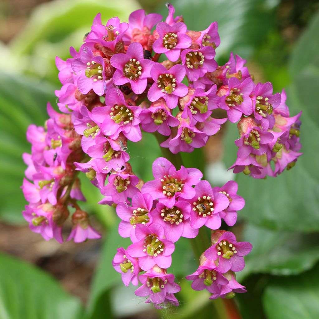 Bergenia cordifolia
