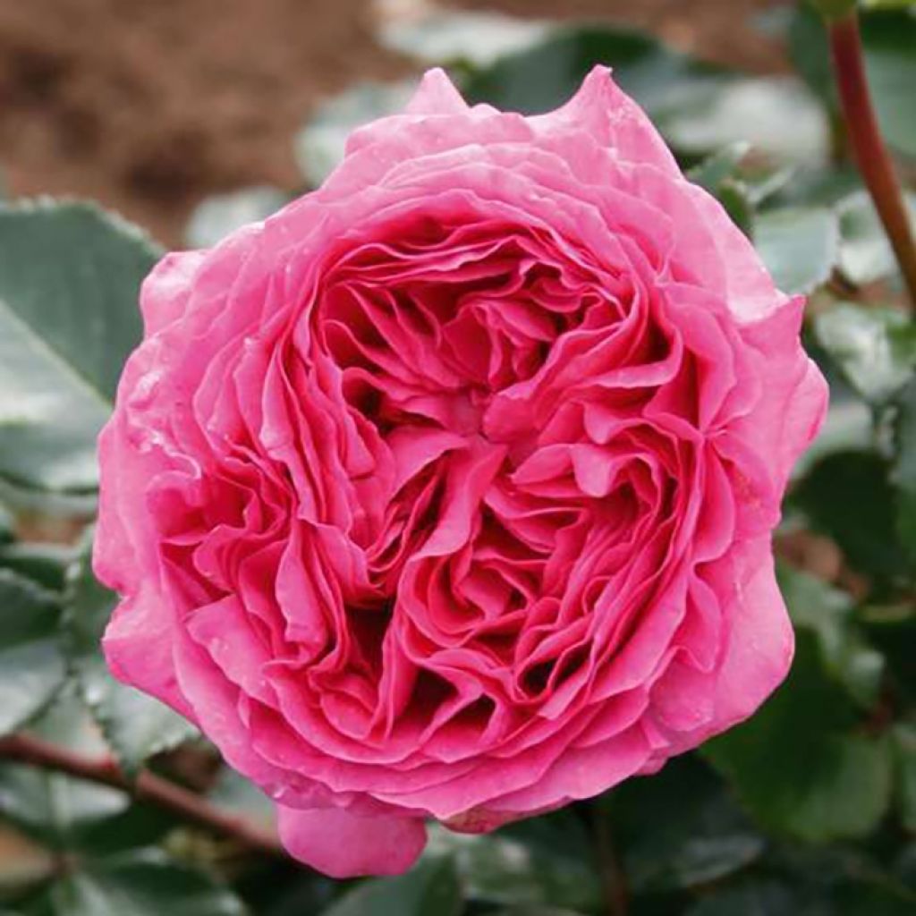 Rosa Bernadette Lafont - Rose ibrida di tea