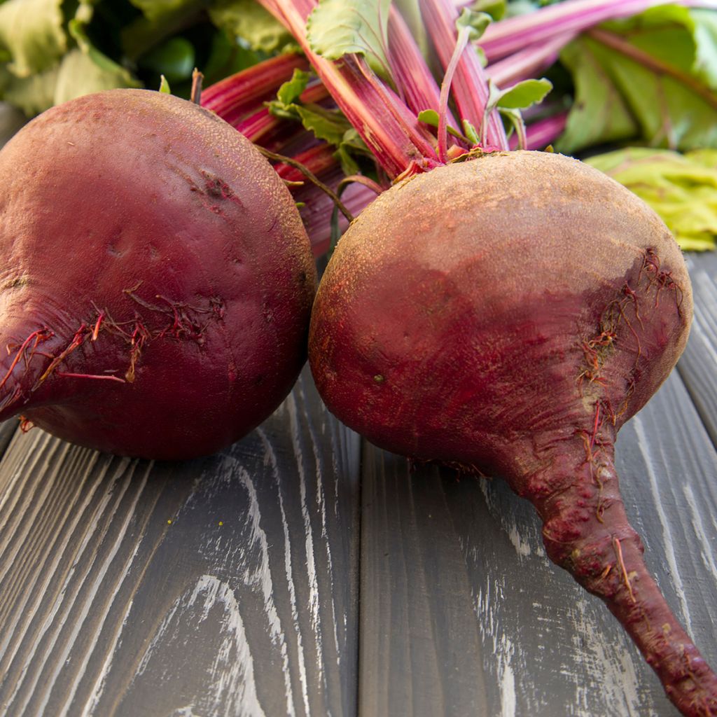 Barbabietola Chioggia
