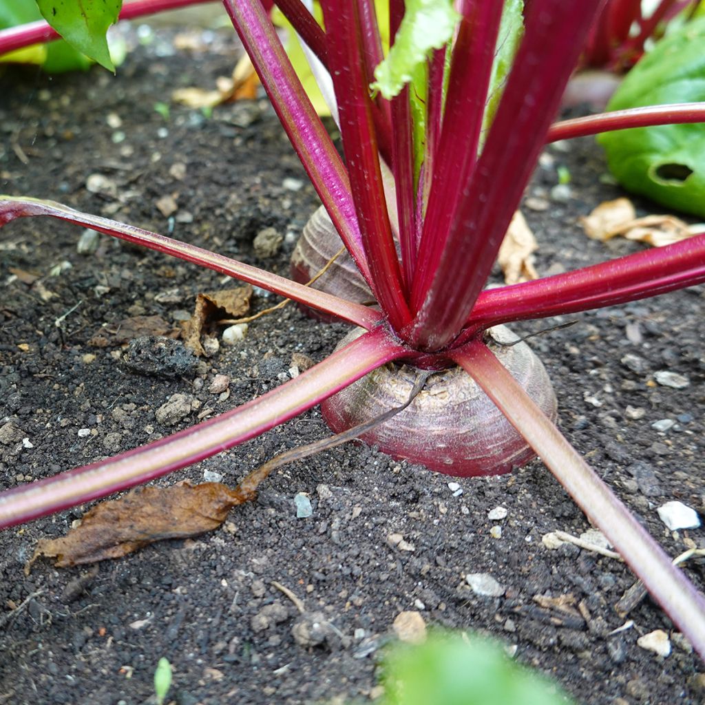 Barbabietola Chioggia