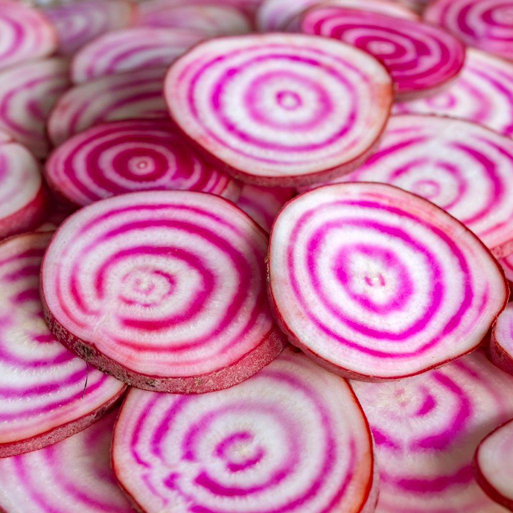 Barbabietola Chioggia