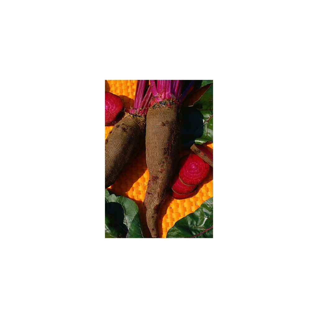 Barbabietola Crapaudine