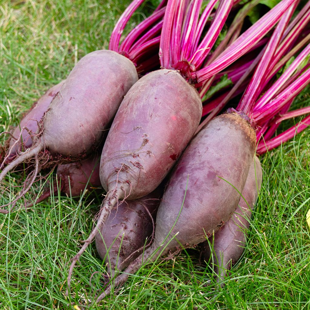 Barbabietola Cylindra