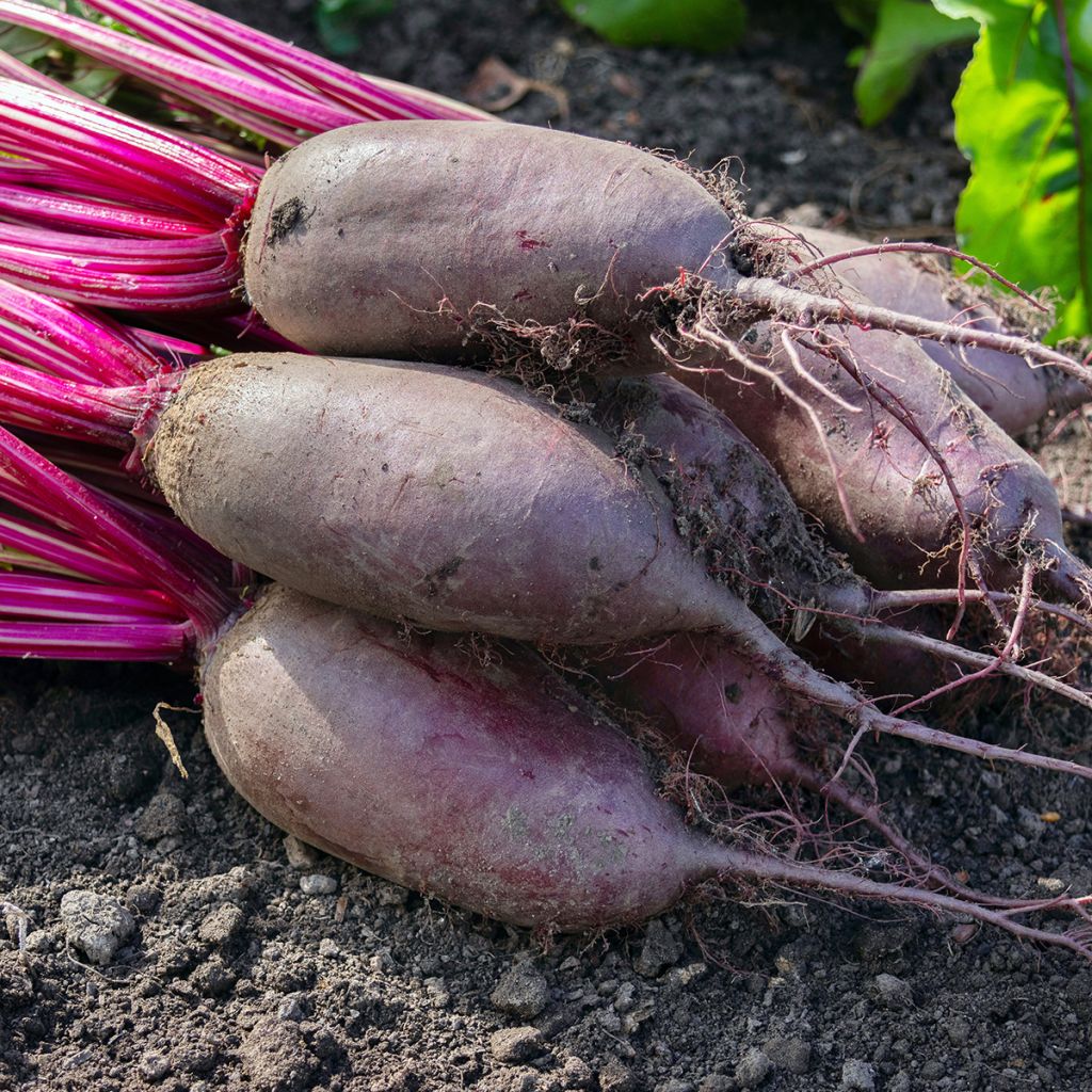 Barbabietola Cylindra