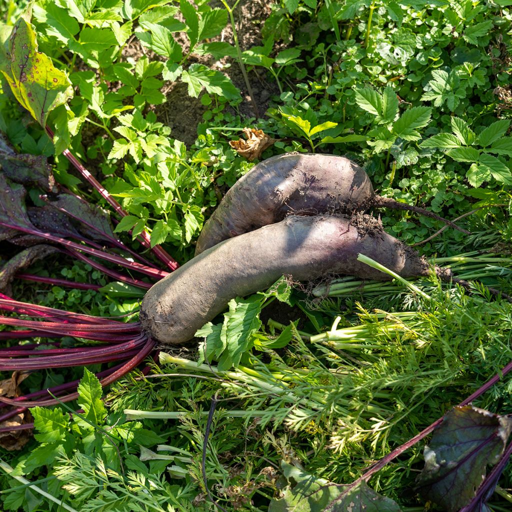 Barbabietola Cylindra