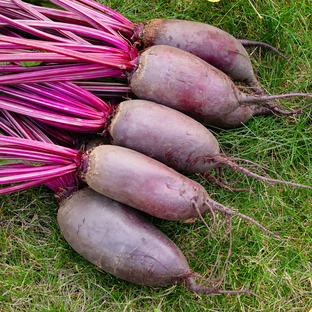 Barbabietola Cylindra