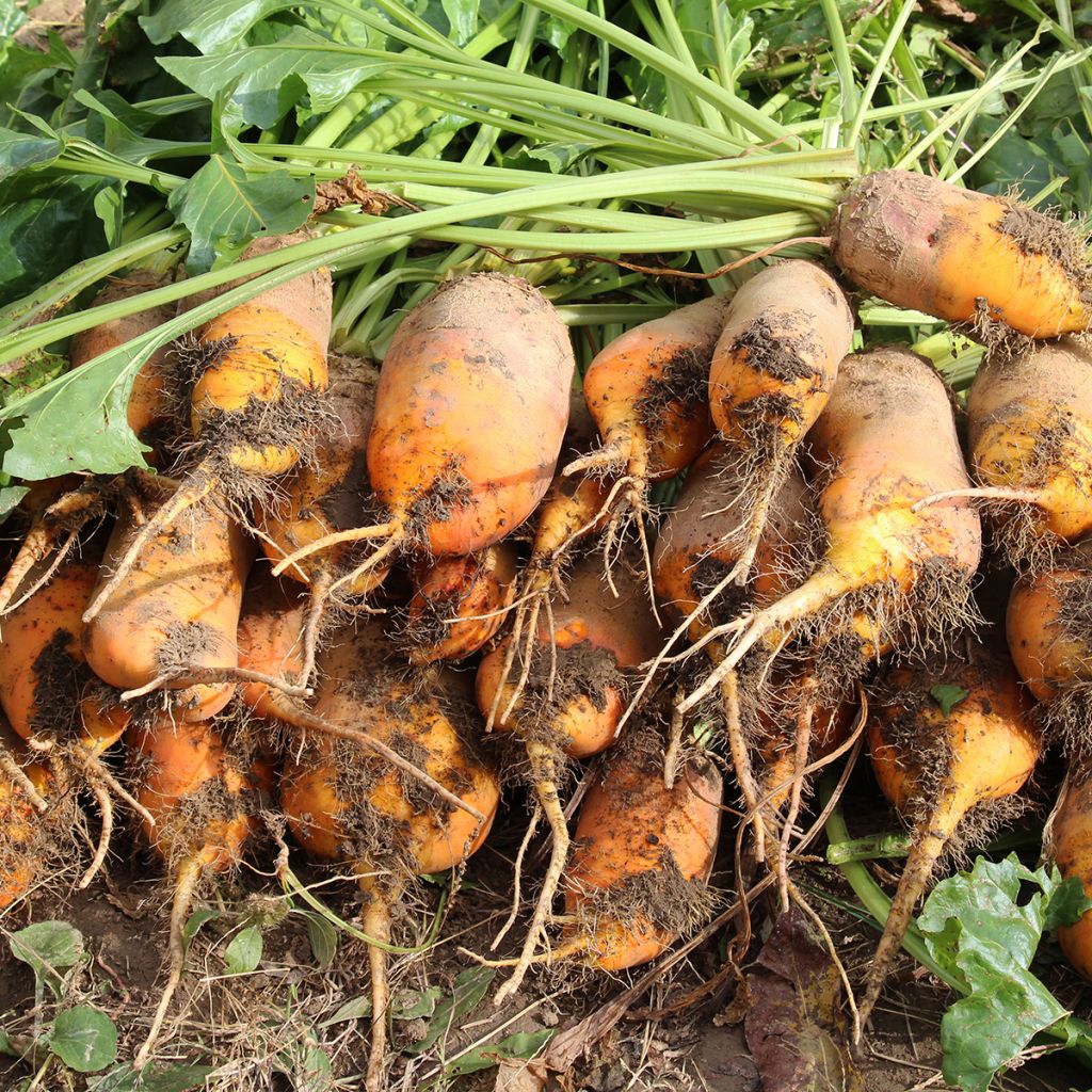 Barbabietola Gialla di Vauriac