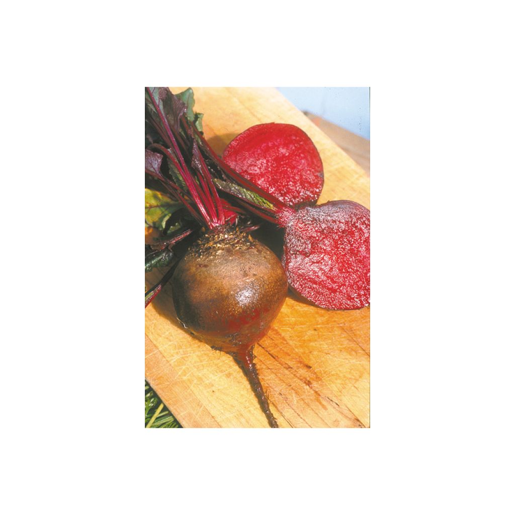 Barbabietola rossa Globe de Detroit