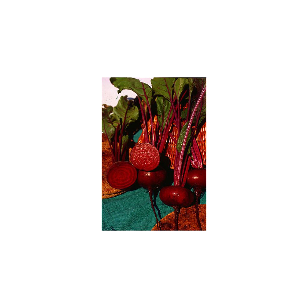 Barbabietola Nera piatta d'Egitto